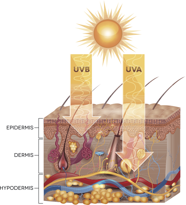 rayos uvb uva
